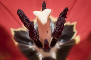 Blume close up