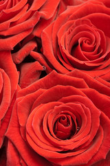 beautiful red roses background