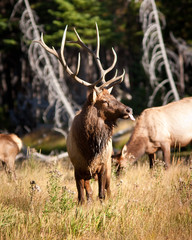 Bull Elk
