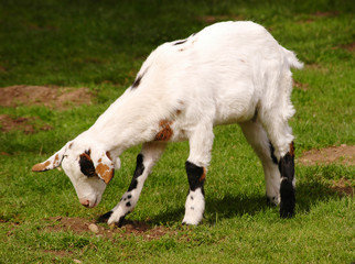 Obraz premium Grazing white dwarf goat