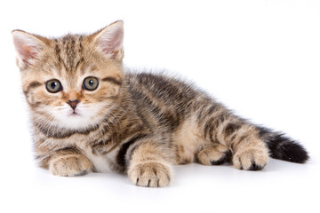 British kittens on white backgrounds