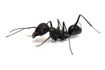 Ant isolated on white background