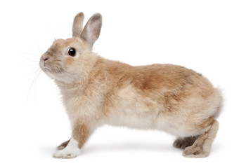 Brown Rabbit in front of white background