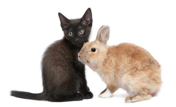 Black kitten playing with rabbit in front of white background