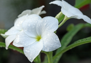 Fototapeta na wymiar fleurs blanches de frangipanier