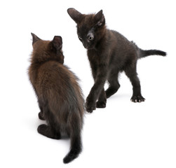 Two black kittens playing together in front of white background