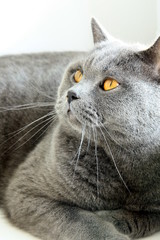 British cat