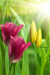 Flowers  tulips  sun
