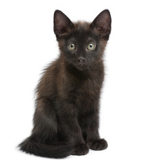 Portrait of black kitten in front of white background