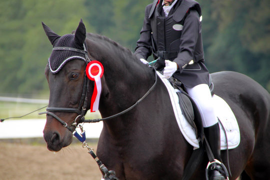 Turnierpferd Bilder – Durchsuchen 20,319 Archivfotos, Vektorgrafiken ...