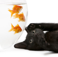 Close-up of Black kitten looking up at Goldfish