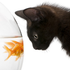 Close-up of Black kitten looking at Goldfish