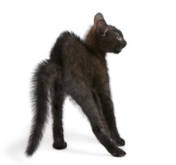 Frightened black kitten standing in front of white background