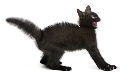 Naklejka premium Przestraszony czarny kotek stojący przed białym tle