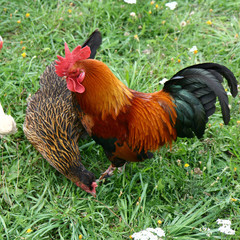 Cock and hen in a yard