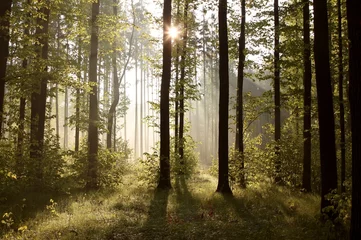 Tuinposter Zonnestralen komen het bos binnen op een mistige ochtend © Aniszewski