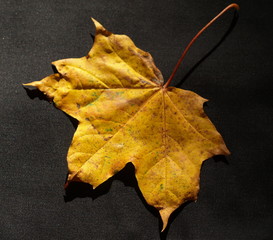 jesienny liść