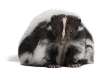 Striped Skunk, Mephitis Mephitis, 5 years old, sitting