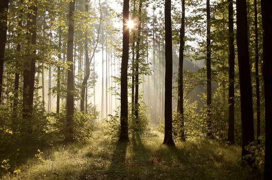 Fototapeta Sunbeams entering into forest on a misty morning