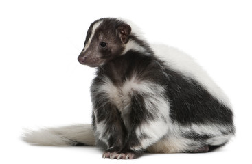 Striped Skunk, Mephitis Mephitis, 5 years old, sitting