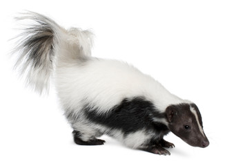 Naklejka premium Striped Skunk, Mephitis Mephitis, 5 years old, standing