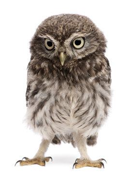Young owl standing in front of white background © Eric Isselée