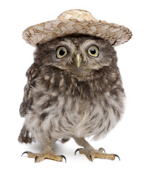 Young owl wearing a hat in front of white background