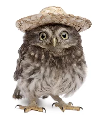 Poster Young owl wearing a hat in front of white background © Eric Isselée