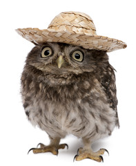 Naklejka premium Young owl wearing a hat in front of white background