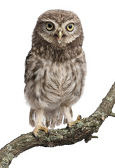 Fototapeta premium Young owl perching on branch in front of white background