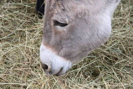 Zwergesel im Heu - Portrait