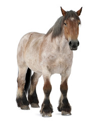 Obraz premium Belgian horse, Belgian Heavy Horse, Brabancon, draft horse