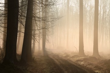 Path leading through a misty forest at sunrise