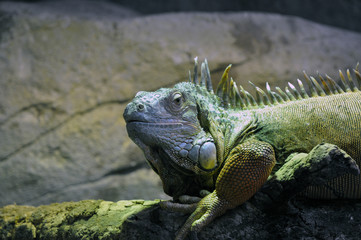 Iguane