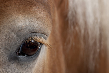 Close-up of a draft horse, Belgian Heavy Horse, Brabancon