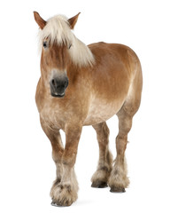 Belgian horse, Belgian Heavy Horse, Brabancon, draft horse