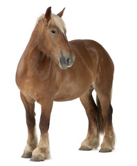 Naklejka premium Belgian horse, Belgian Heavy Horse, Brabancon, draft horse