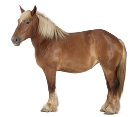 Fototapeta premium Koń belgijski, ciężki koń belgijski, Brabancon, koń pociągowy