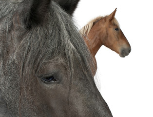 Close-up a draft horse, Belgian Heavy Horse, Brabancon
