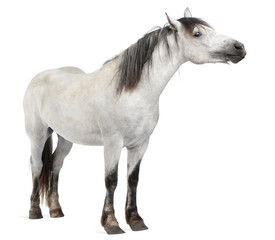 Horse, 2 years old, standing in front of white background