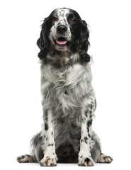 Mixed-breed, 7 years old, sitting in front of white background