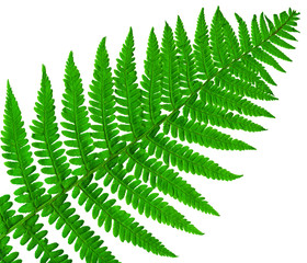 leaf  fern isolated close up