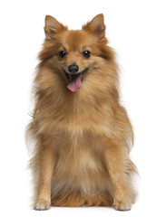 German spitz, 4 years old, sitting in front of white background