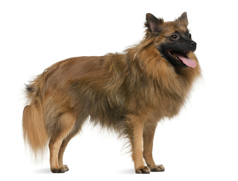7 864 Best German Spitz Images Stock Photos Vectors Adobe Stock 7 864 Best German Spitz Images Stock Photos Vectors Adobe Stock