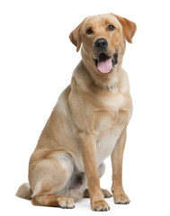 Labrador retriever, 12 months old, sitting - obrazy, fototapety, plakaty