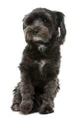 Mixed-breed, 3 years old, sitting in front of white background