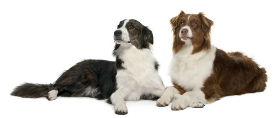 Pair of mixed-breed dogs in front of white background