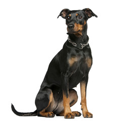 German pinscher, 2 years old, sitting