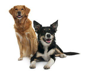 Border collie and a Nova scotia duck-tolling retriever sitting