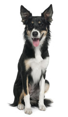 Border collie, 7 months old, sitting